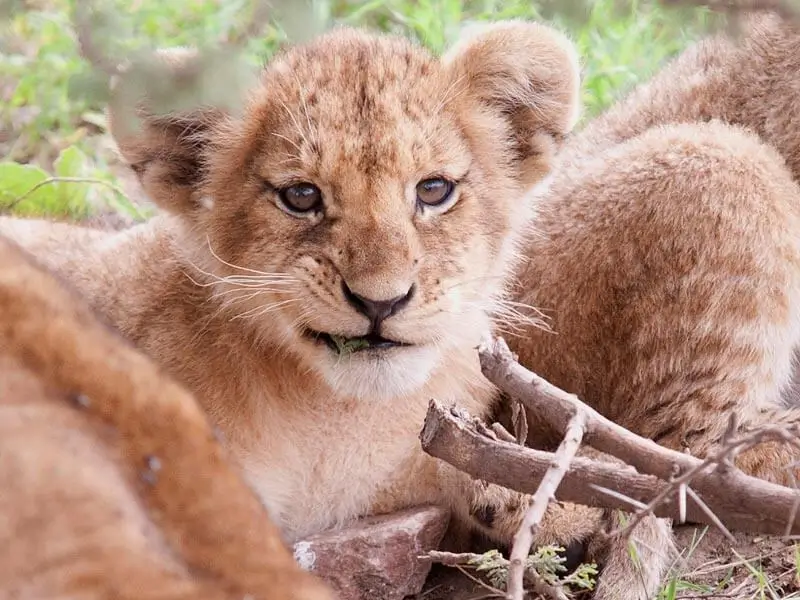 safari-deluxe-safari-8x6-12